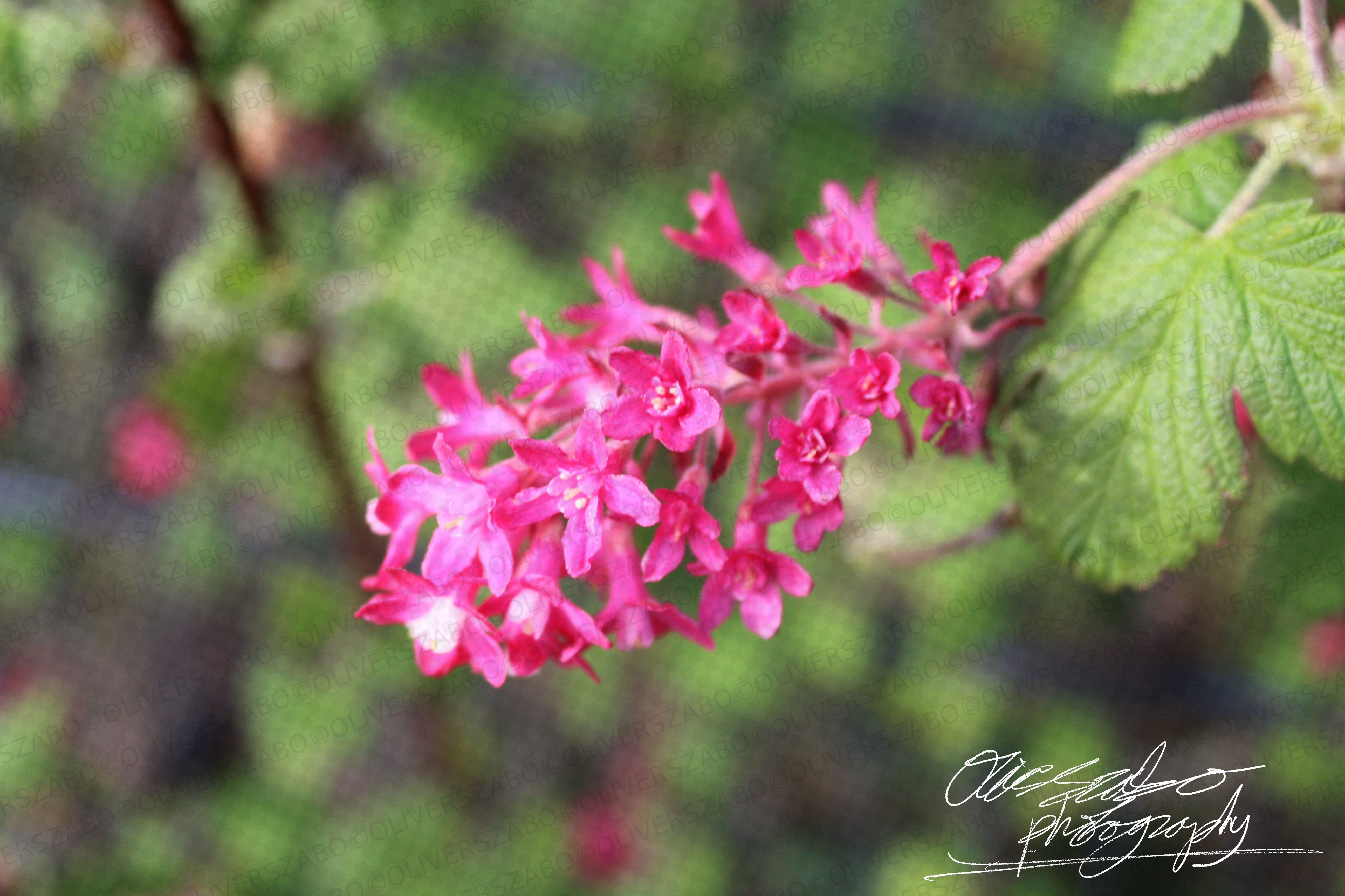 Pink Flowers